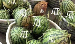 会长吃瓜爆料可靠吗,可信度揭秘