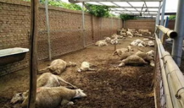 羊圈吃瓜爆料图片高清版,揭秘娱乐圈最新热点事件