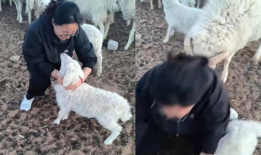 羊圈吃瓜爆料图片高清版,揭秘娱乐圈最新热点事件