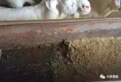 羊圈吃瓜爆料图片高清版,揭秘娱乐圈最新热点事件